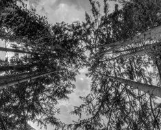 black and white photo of tall trees in a forest