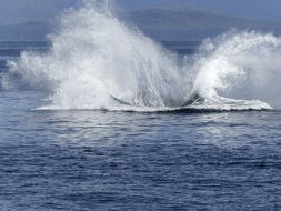 humpback whale spectacle