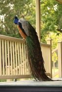 colorful peacock on terrace