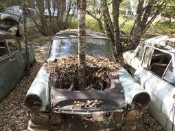 tree grown through abandoned car