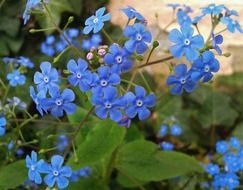 forget-me-not, blue flowers