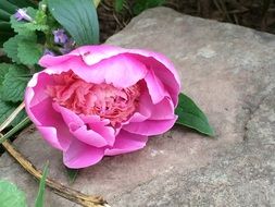 pink peony lies on a stone