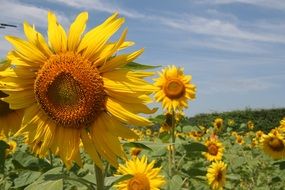 bright sunflower field france