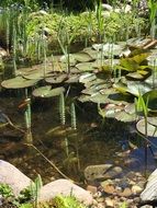 green plant in a pond in a park
