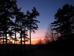 forest in the sunset twilight