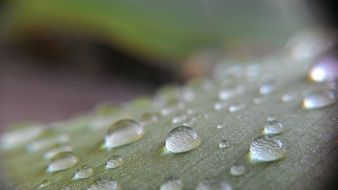 Water drops on the green leaf in the morning