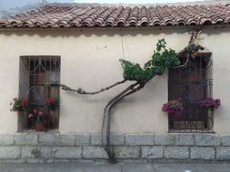 branches of plants near the windows on the house