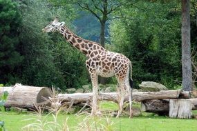 Giraffe near the trees in zoo