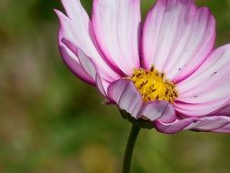 Close-up of the cosmos plant with beautiful , yellow, white and purple flower
