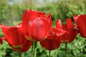 Beautiful, blossoming red tulip flowers among the green plants