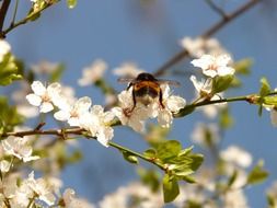 wild plum blossom