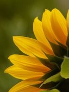 yellow petals on a bud close up