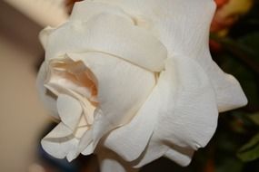 blooming white rose garden plant close-up on blurred background