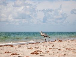 heron on the coast of florida