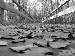 black and white photo of autumn foliage on a bridge among the plants