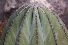 Green cactus with the long thorns