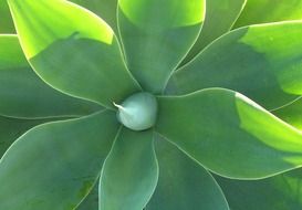 Green agave plant