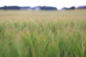 Landscape with the green field of wheat