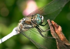 dragonfly with green eyes close up