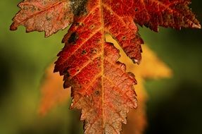 brown autumn foliage closeup