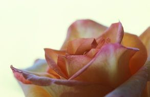 closeup of rose petals