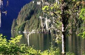 moss tree with lichen near water