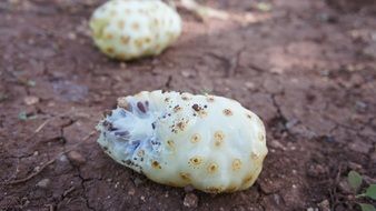 closeup photo of morinda citrifolia or noni plant