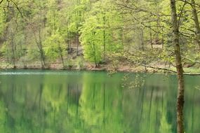 Green trees on a lake bank