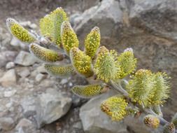 spring yellow buds of willow