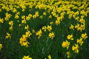 daffodil flowers field