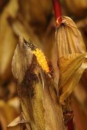 corn on the cob close-up