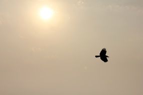 flying bird as black silhouette at colorful sky