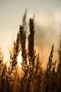 closeup photo of reeds at the sunset in nature