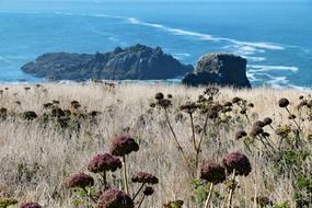dry plants on meadow on rocky coast of blue sea