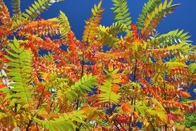 colorful autumn leaves blue sky