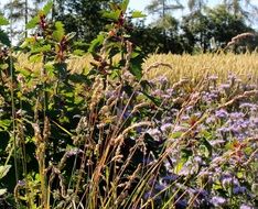 flowers on a wild field