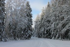 landscape of snow capped Road in the winter forest