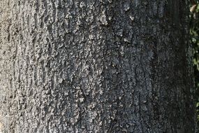 Close-up of the beautiful grey tree bark structure