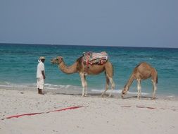 tunisia camel