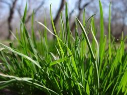 spring juicy grass close-up on blurred background