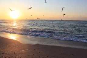 seagulls over the coast at sunrise, Bulgaria