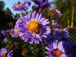 closeup photo of insect on a lilac daisy in the garden