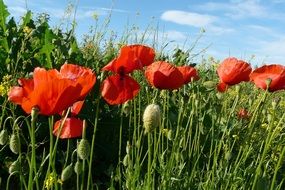 red poppies on a green meadow on a sunny day