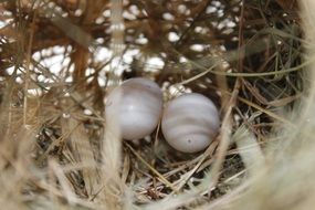 bird's eggs in a nest