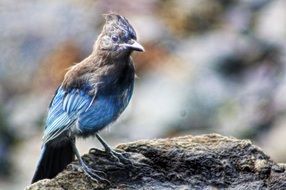 beautiful and delightful bird alaska