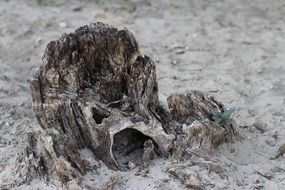 old tree stump scene