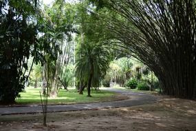 bamboo trees along the road in Sri Lanka