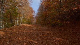 leaf fall in autumn