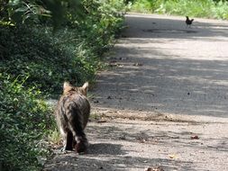 domestic cat on the hunt