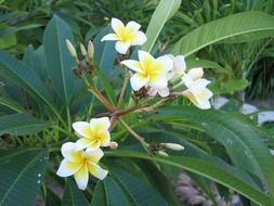 frangipani, blooming plant